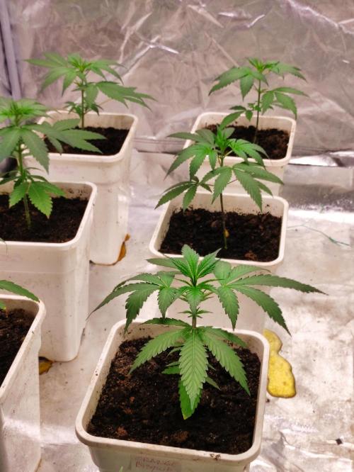 Orange Biscuit. Week 2