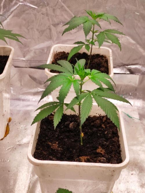 Orange Biscuit. Week 2