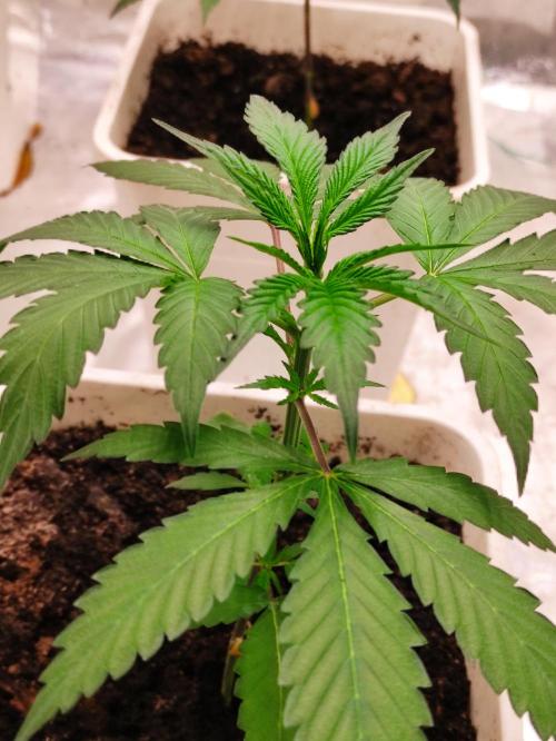 Orange Biscuit. Week 2