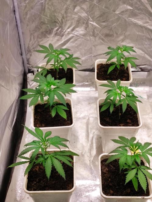 Poison cookies. Week 2