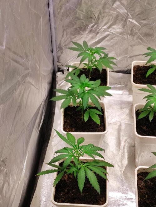 Poison cookies. Week 2
