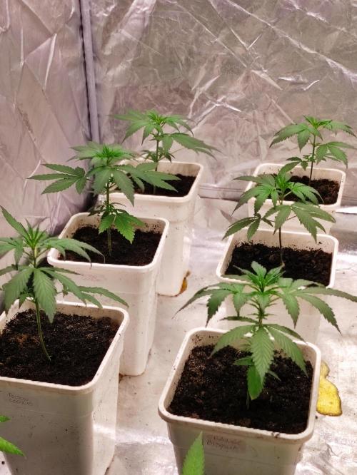 Poison cookies. Week 2