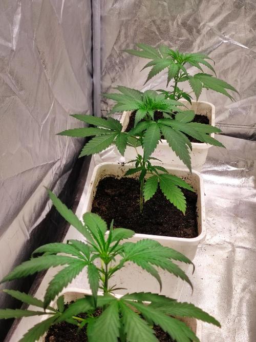 Poison cookies. Week 2