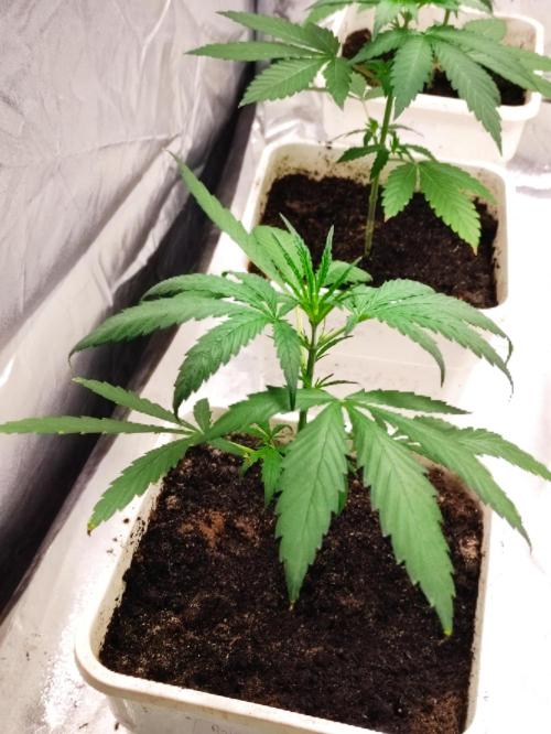 Poison cookies. Week 2