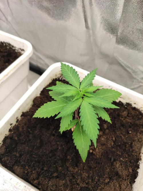 F025 Dutch Passion test strain. Week 2