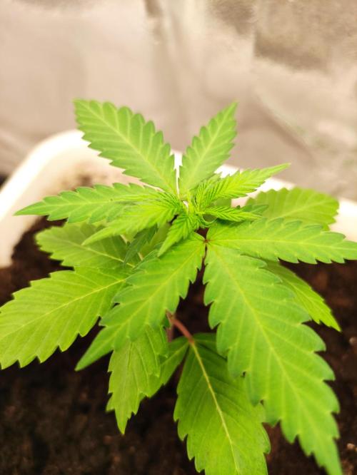 F025 Dutch Passion test strain. Week 2