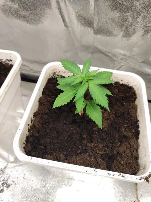 F025 Dutch Passion test strain. Week 2