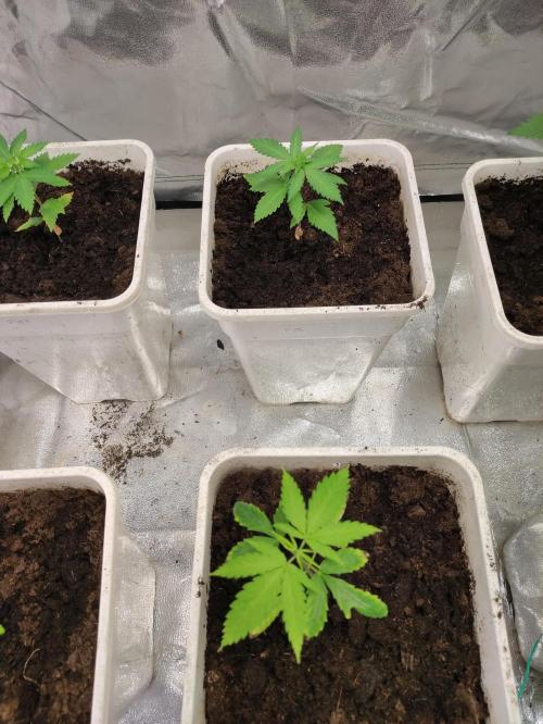 F025 Dutch Passion test strain. Week 2