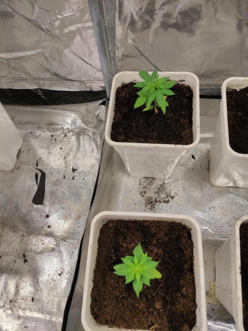 F027 Dutch Passion test strain. Week 2