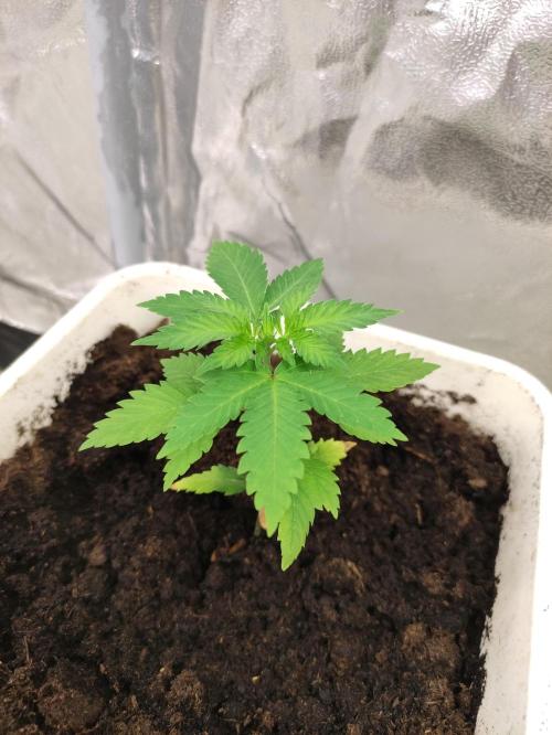 F027 Dutch Passion test strain. Week 2