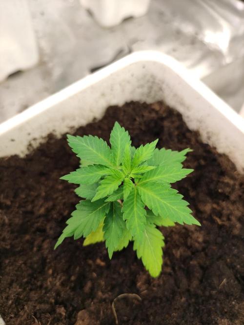 F027 Dutch Passion test strain. Week 2
