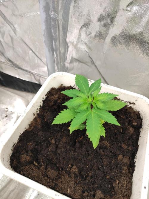 F027 Dutch Passion test strain. Week 2
