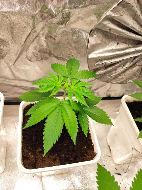F026 Dutch Passion test strain. Week 2