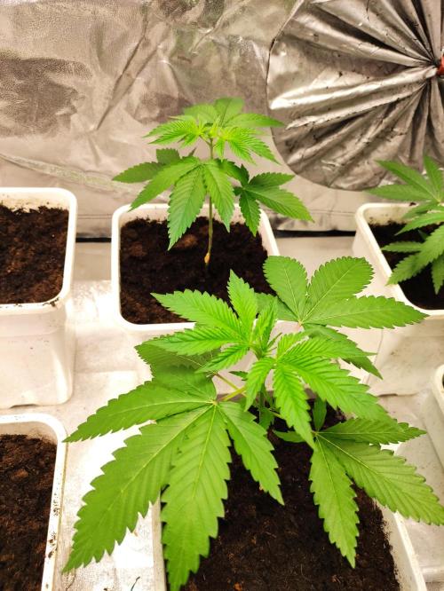 F026 Dutch Passion test strain. Week 2