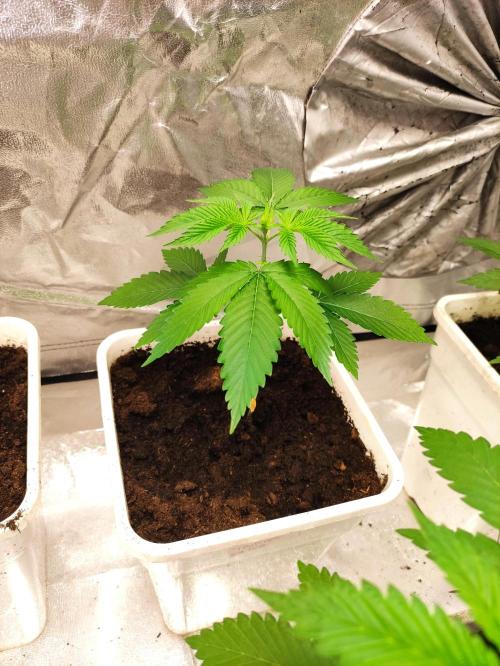 F026 Dutch Passion test strain. Week 2
