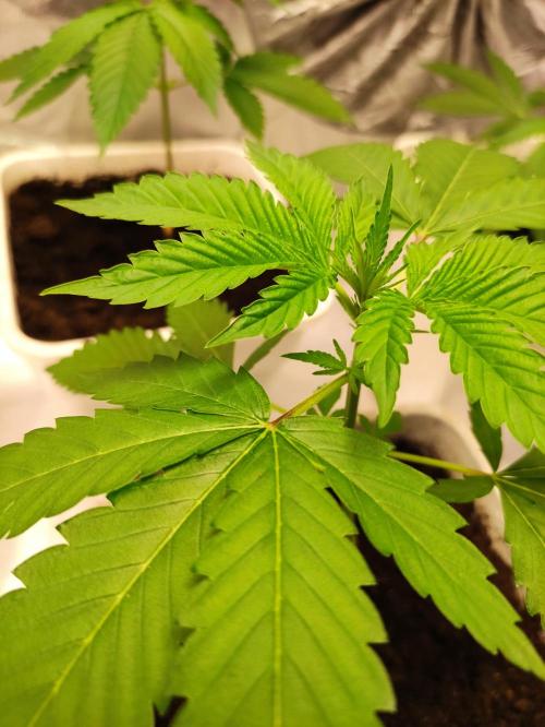 F026 Dutch Passion test strain. Week 2