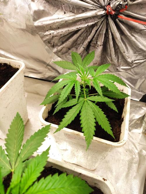 F028 Dutch Passion test strain. Week 2