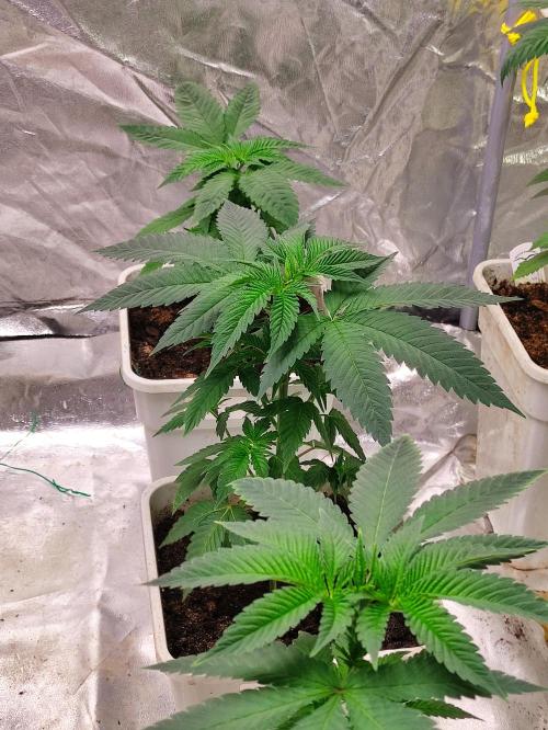 F002 Dutch Passion test strain. Week 3