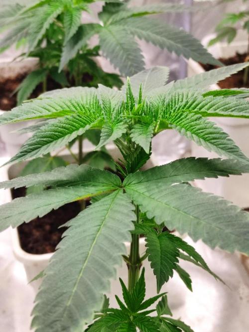 F002 Dutch Passion test strain. Week 3