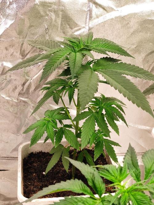 F002 Dutch Passion test strain. Week 3