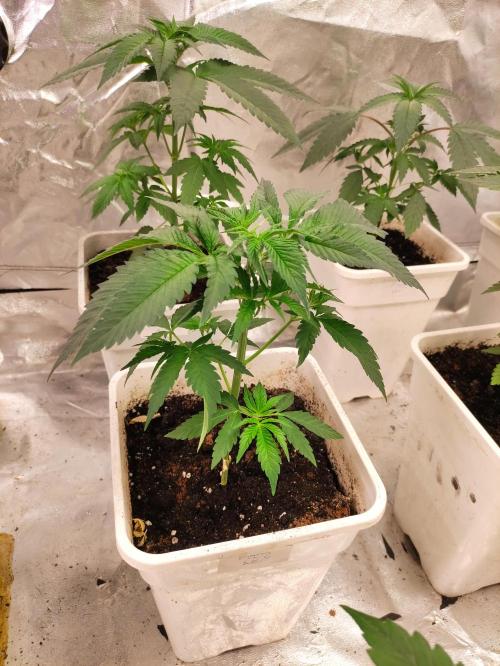 F002 Dutch Passion test strain. Week 3