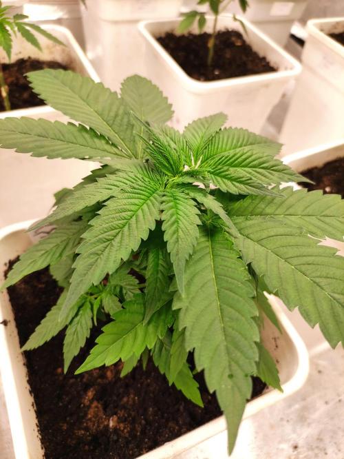 F002 Dutch Passion test strain. Week 3
