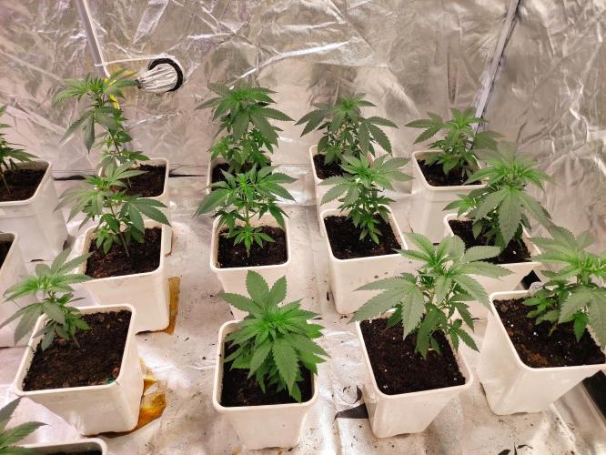 F002 Dutch Passion test strain. Week 3