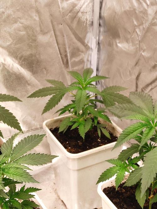F008 Dutch Passion test strain. Week 3