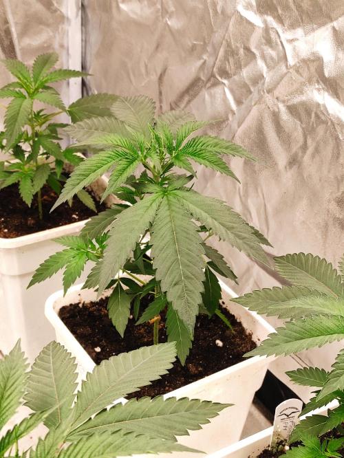 F008 Dutch Passion test strain. Week 3