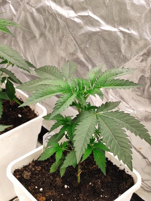 F008 Dutch Passion test strain. Week 3