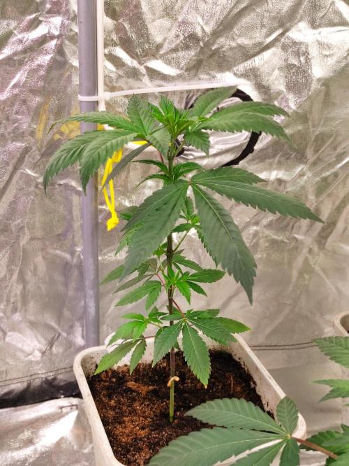 F001 Dutch Passion test strain. Week 3