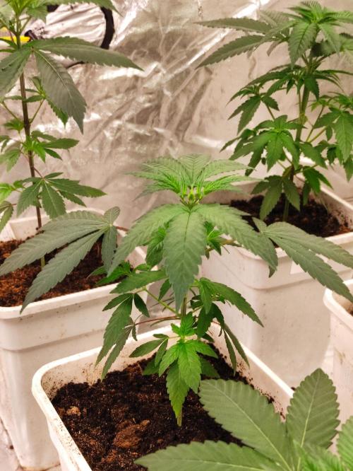 F001 Dutch Passion test strain. Week 3