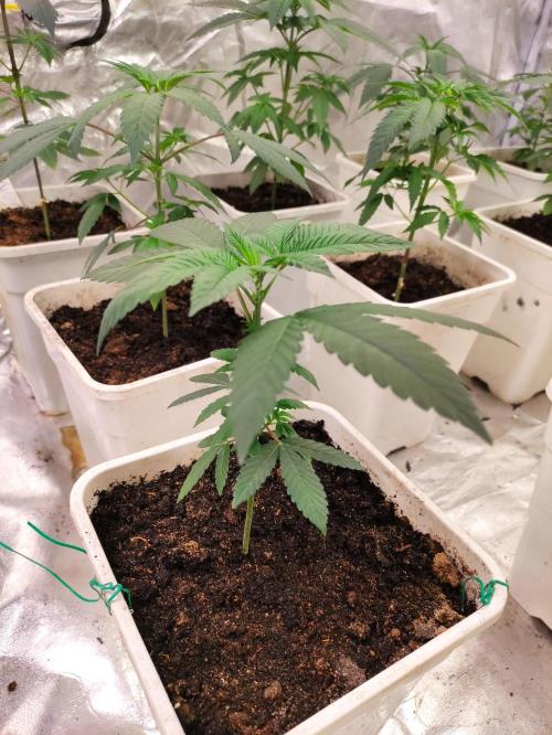 F001 Dutch Passion test strain. Week 3