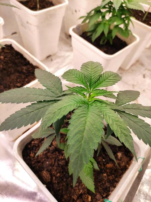 F001 Dutch Passion test strain. Week 3