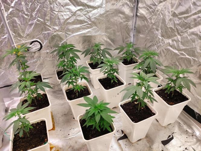 F001 Dutch Passion test strain. Week 3