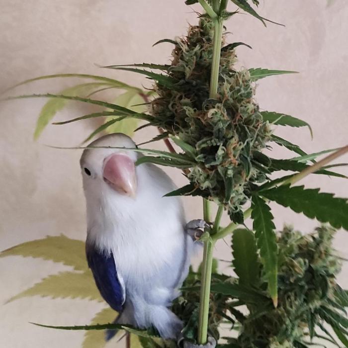 Biotabs Growers Interview. Week 1