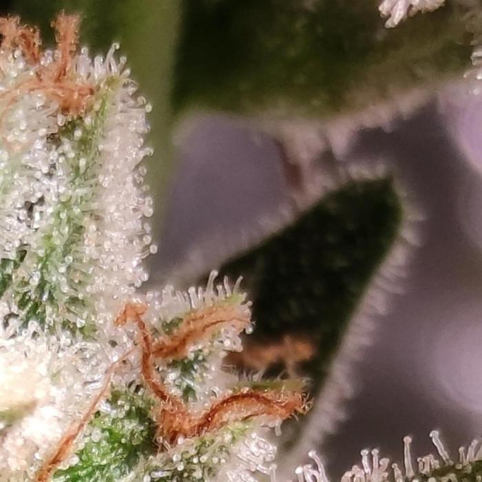 Biotabs Growers Interview. Week 2