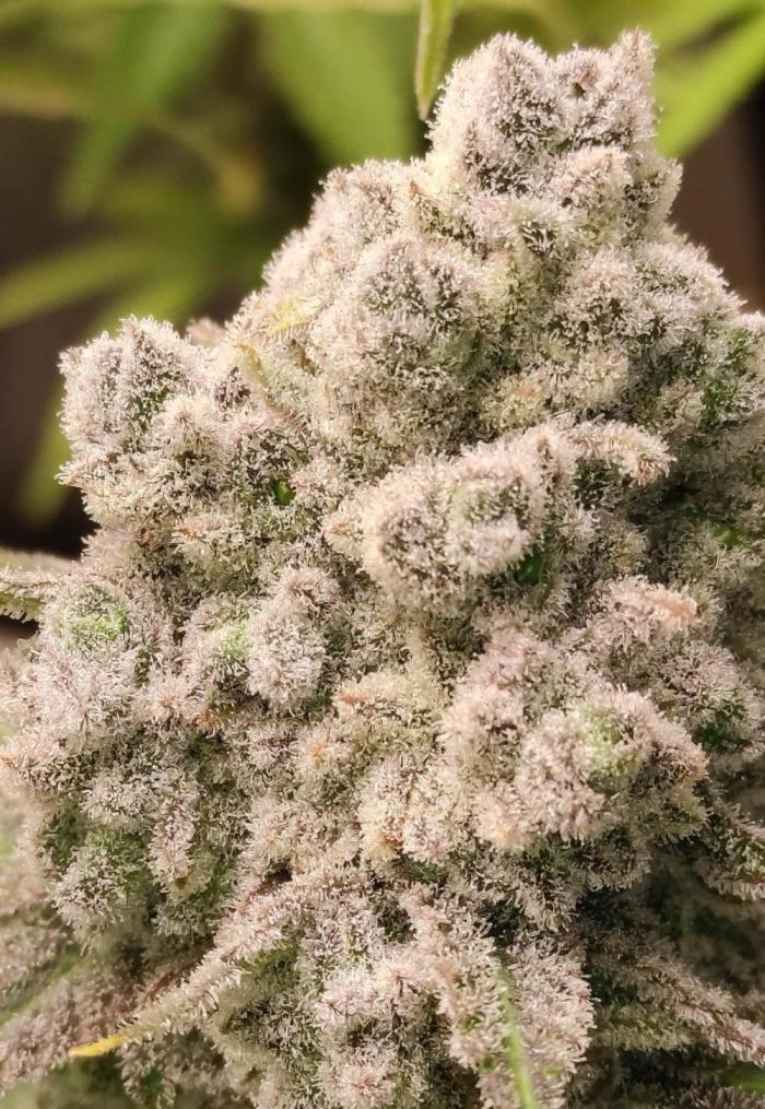 Biotabs Growers Interview. Week 3