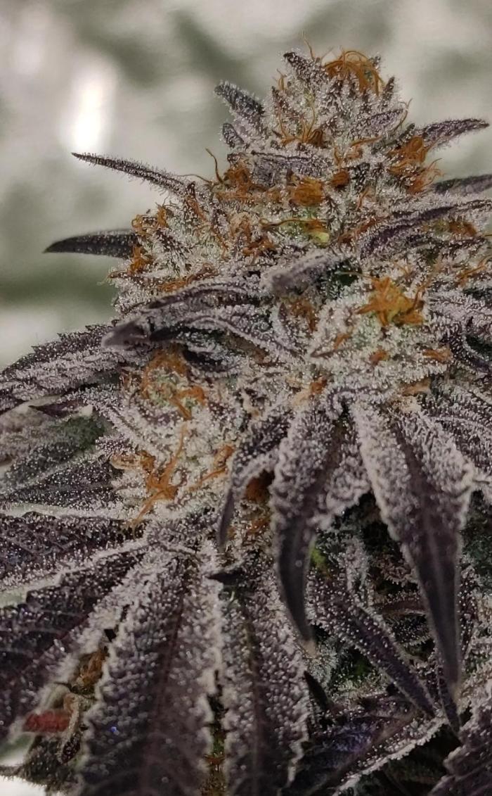 Biotabs Growers Interview. Week 5