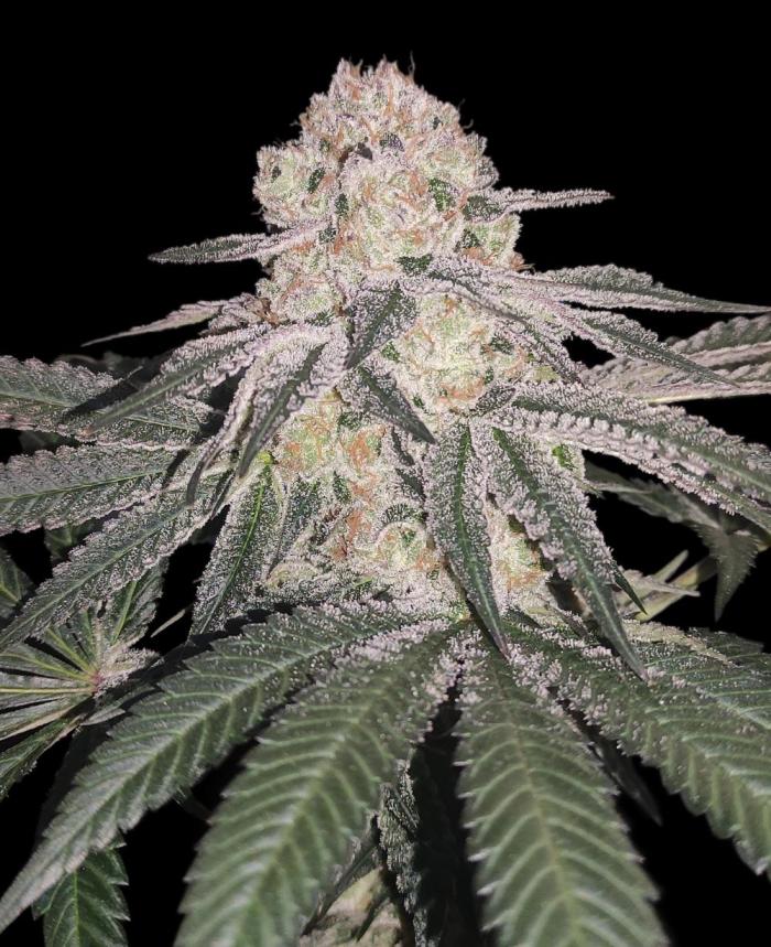 Biotabs Growers Interview. Week 6