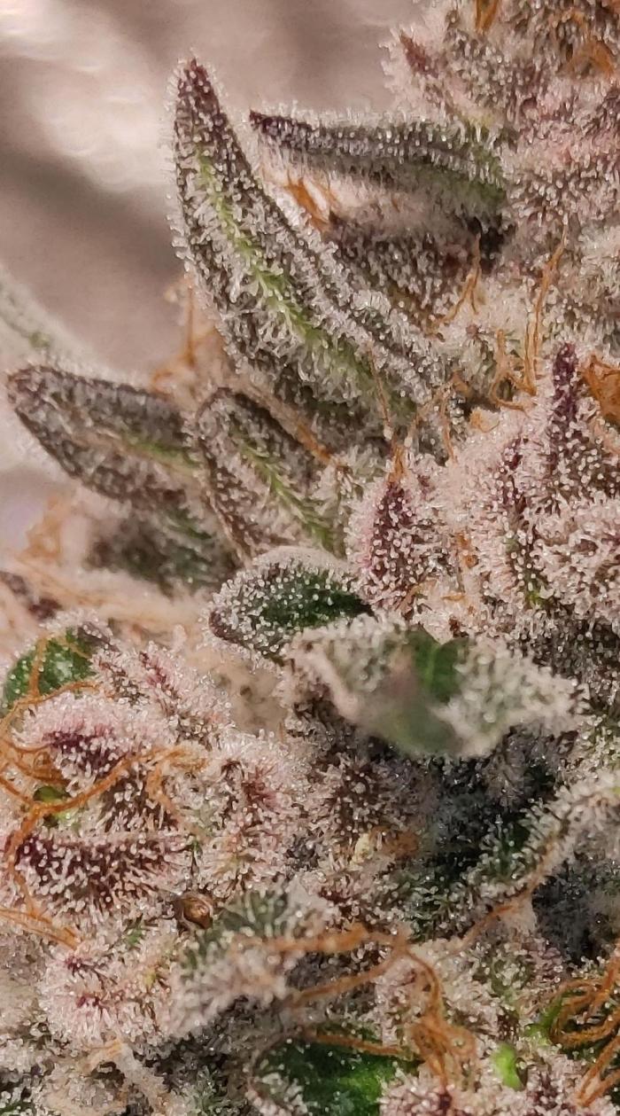 Biotabs Growers Interview. Week 7