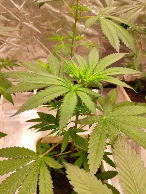 Orange Biscuit. Week 3