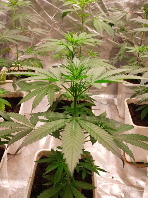 Orange Biscuit. Week 3