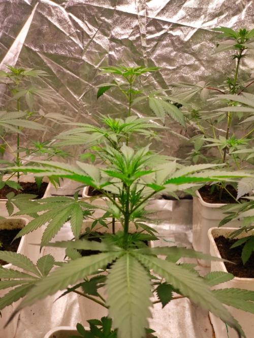 Orange Biscuit. Week 3