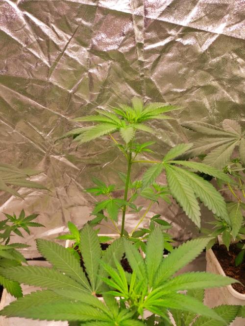 Orange Biscuit. Week 3
