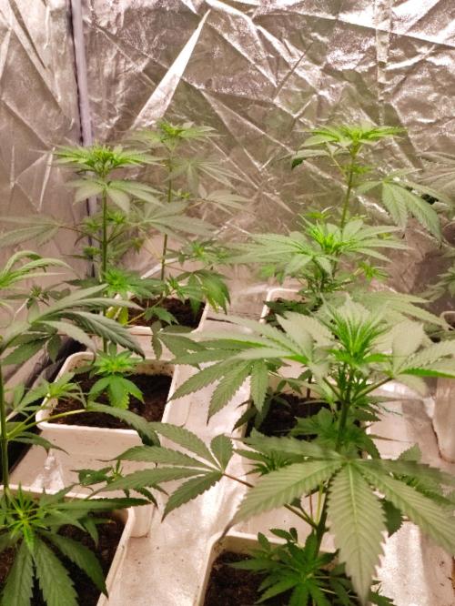 Poison cookies. Week 3