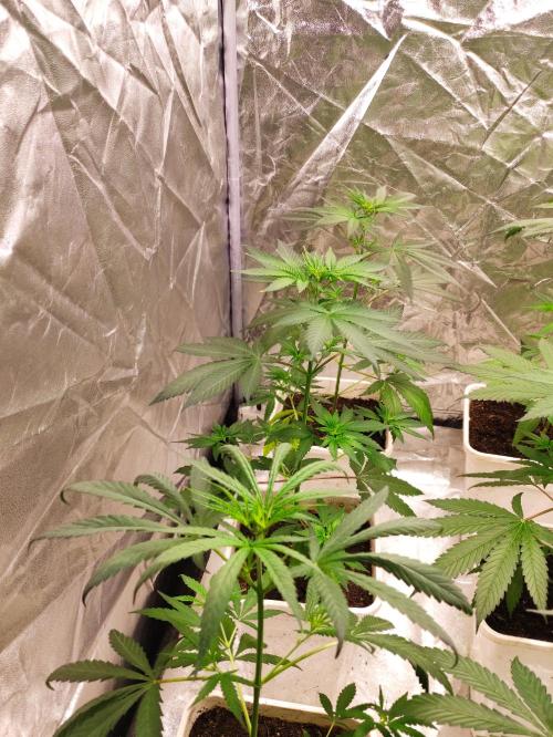 Poison cookies. Week 3
