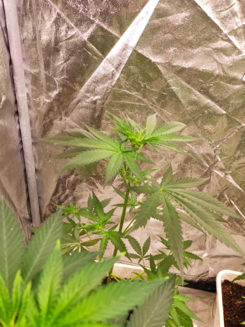 Poison cookies. Week 3