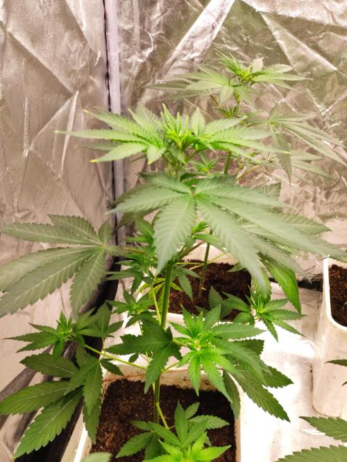 Poison cookies. Week 3