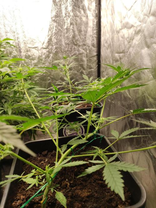 A005 Dutch Passion Test. Week 3